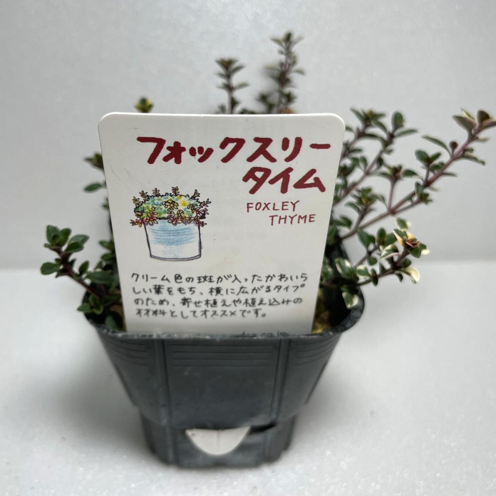タイムフォックスリー　ハーブ苗　１４ポット（５６ポット専用）