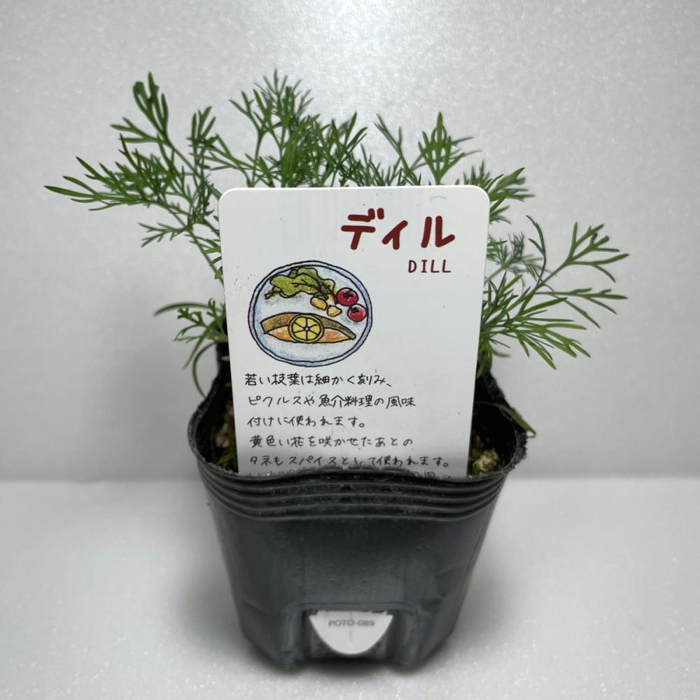 ディル　ハーブ苗　１４ポット（５６ポット専用）