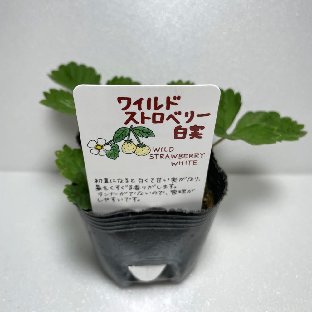 ワイルドストロベリー　白実　ハーブ苗　１４ポット（５６ポット専用）