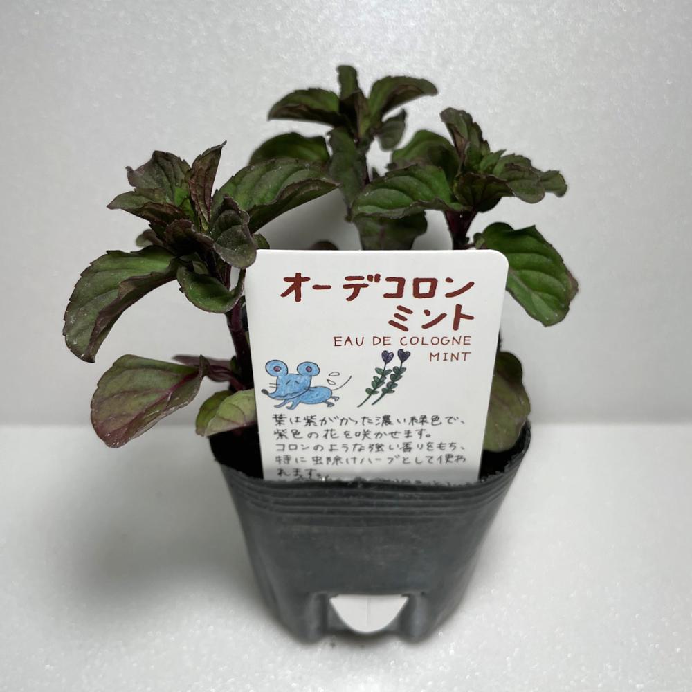 オーデコロンミント　ハーブ苗　１４ポット（５６ポット専用）