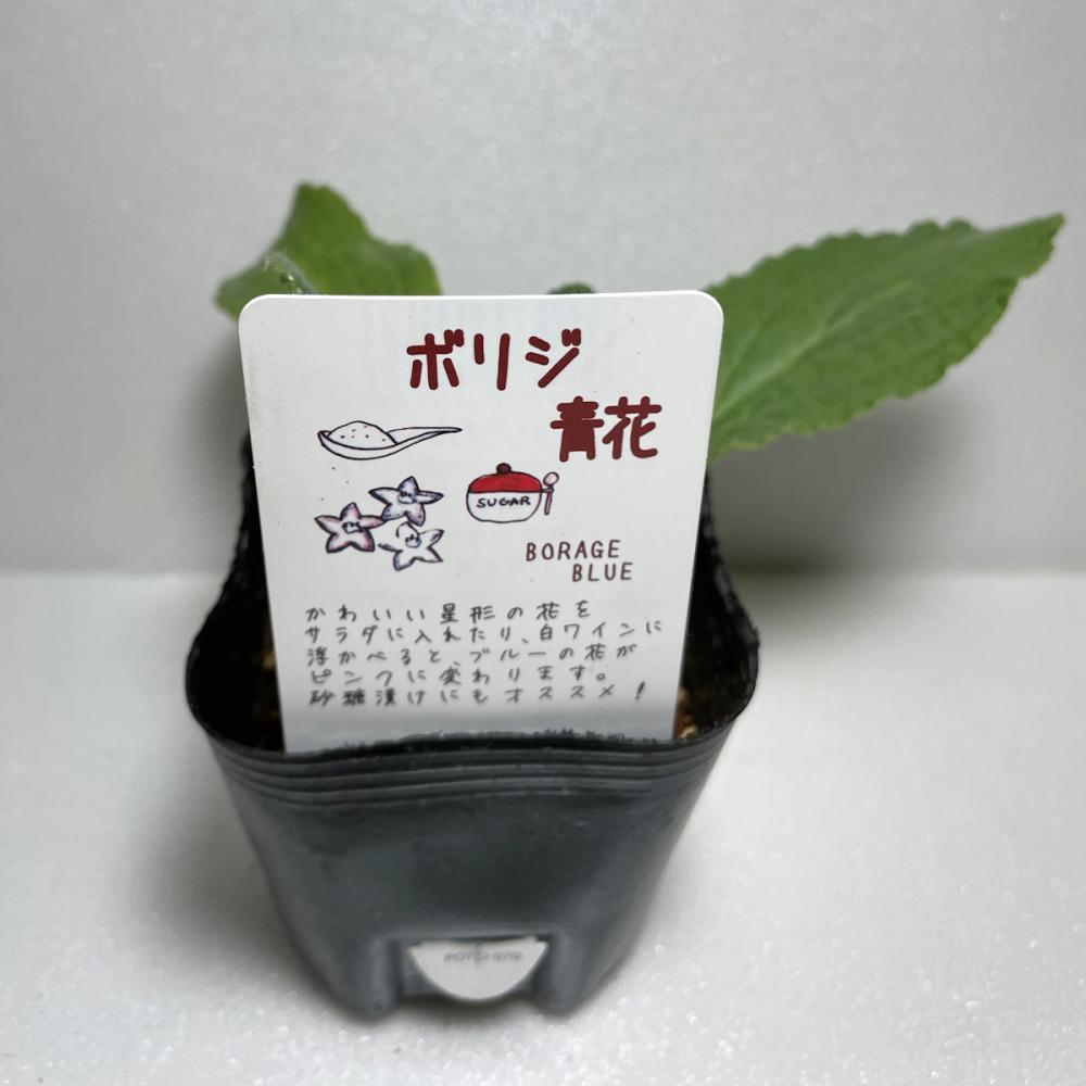 予備ボリジ　　青花　ハーブ苗　１４ポット（５６ポット専用）