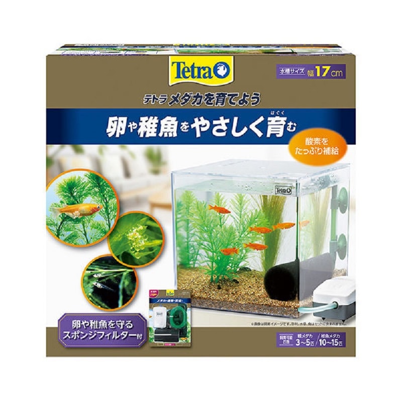 テトラ　メダカを育てよう