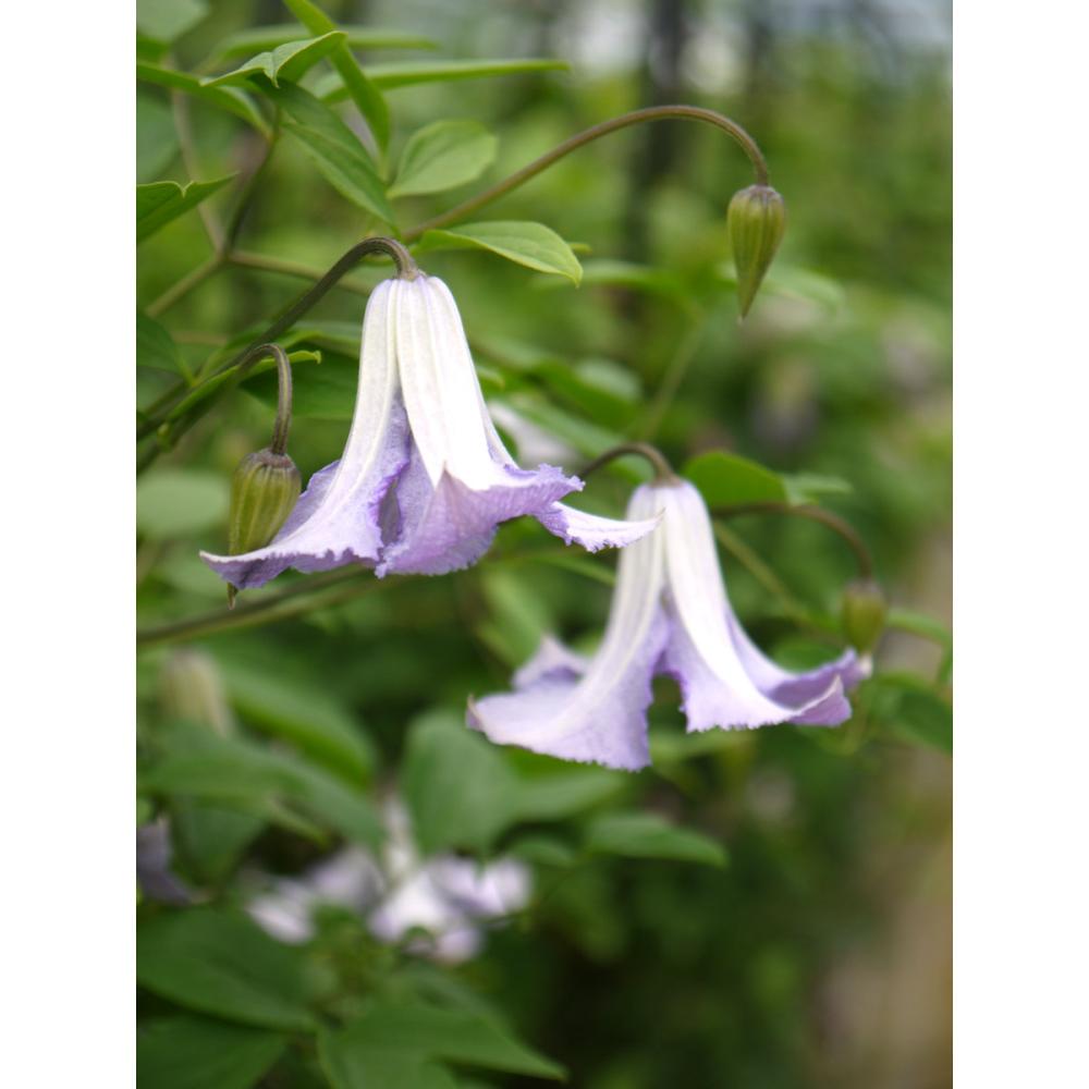 【春予約】　クレマチス　ビチセラ系　ベティ・コーニング　【申込期限：３月２２日（日）】　【引渡予定日：４月４日（土）～１２日（日）】