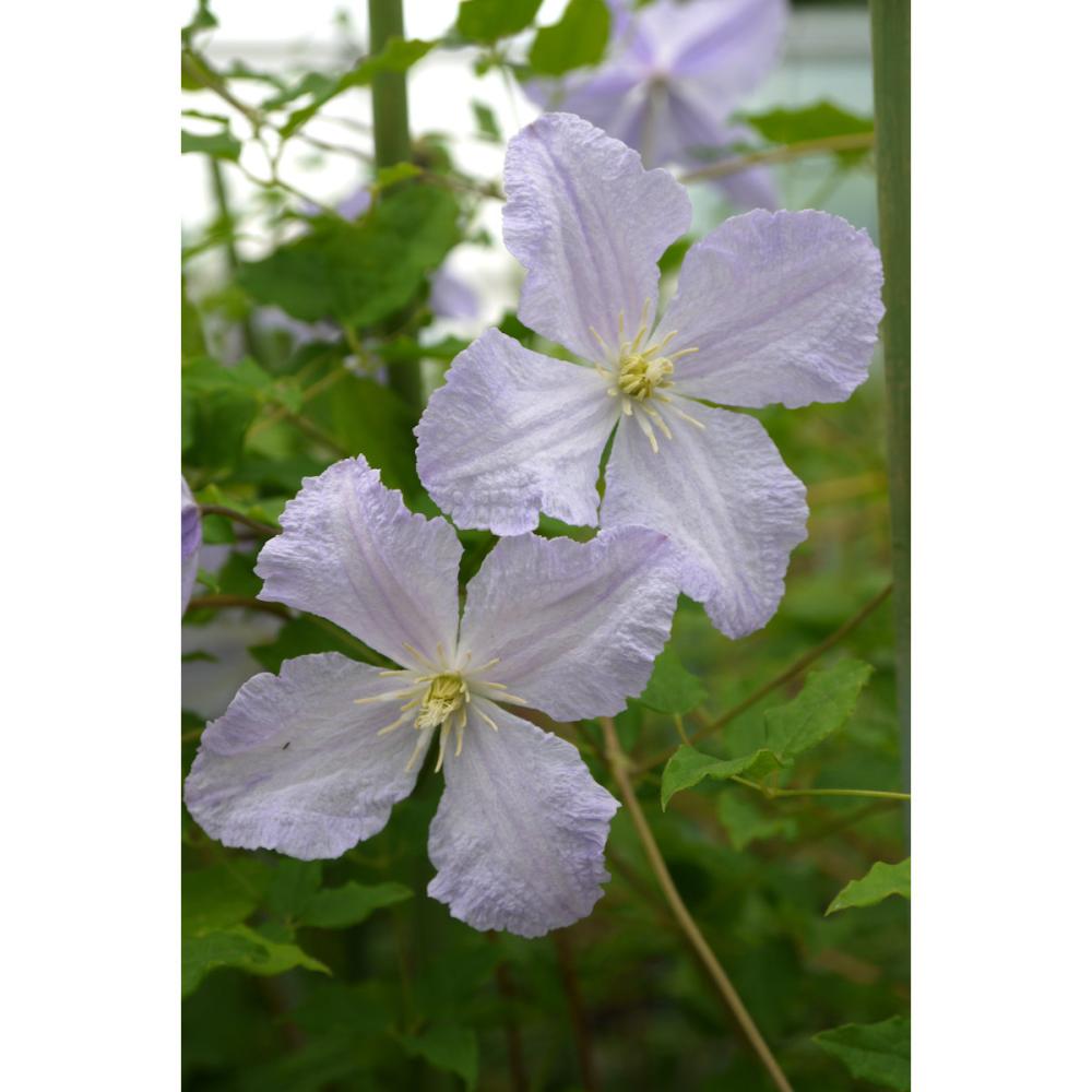 【春予約】　クレマチス　遅咲き大輪系　ブルー・エンジェル　【申込期限：３月２２日（日）】　【引渡予定日：４月４日（土）～１２日（日）】