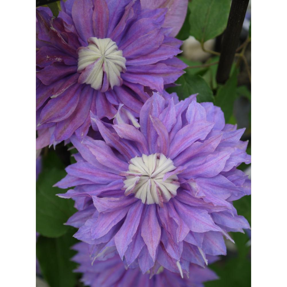 【春予約】　クレマチス　早咲き大輪系　ディアマンティナ　【申込期限：３月２２日（日）】　【引渡予定日：４月４日（土）～１２日（日）】