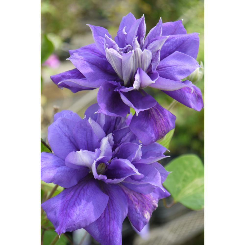 【春予約】　クレマチス　早咲き大輪系　フランシスカマリー　【申込期限：３月２２日（日）】　【引渡予定日：４月４日（土）～１２日（日）】