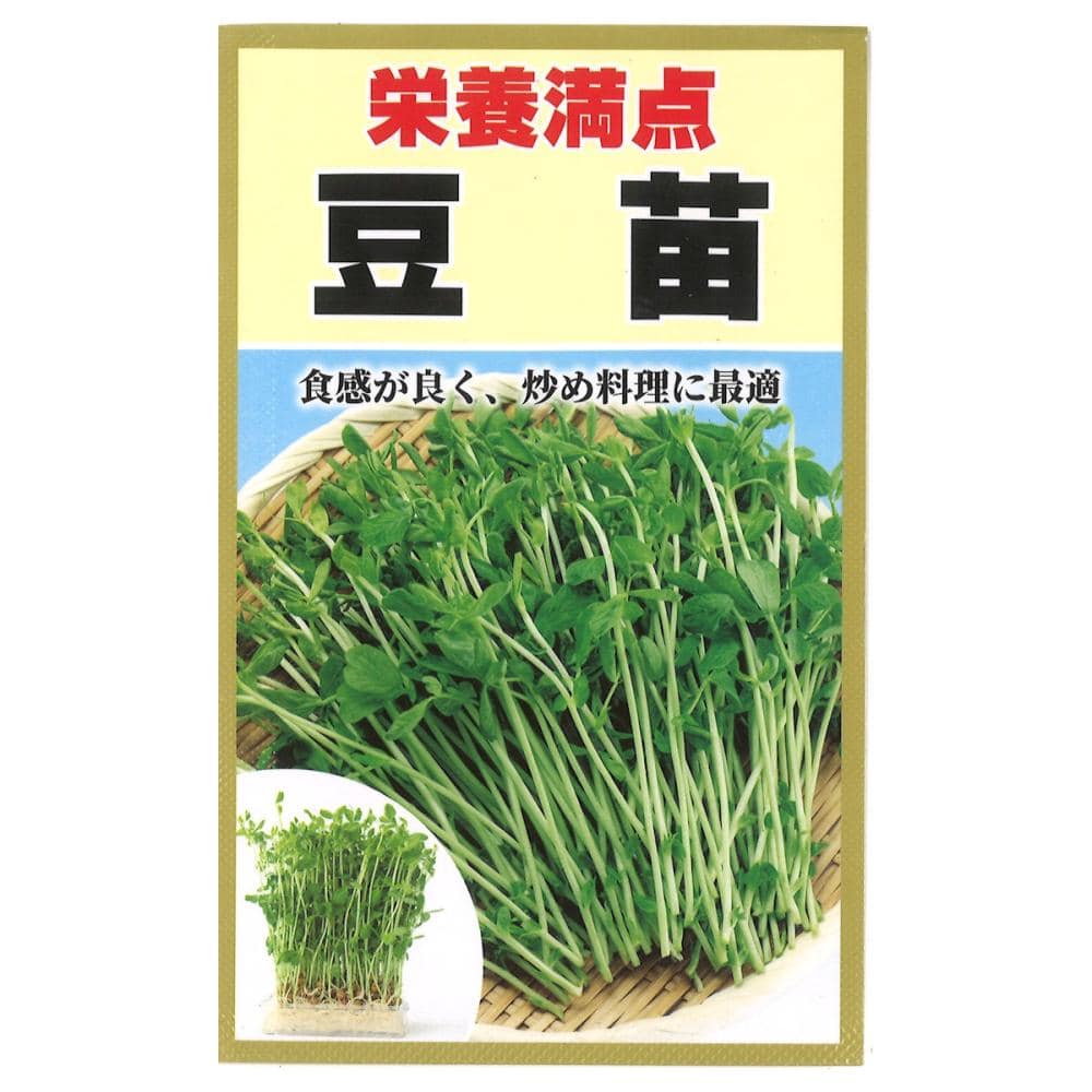 スプラウト種子　栄養満点　スプラウト　豆苗
