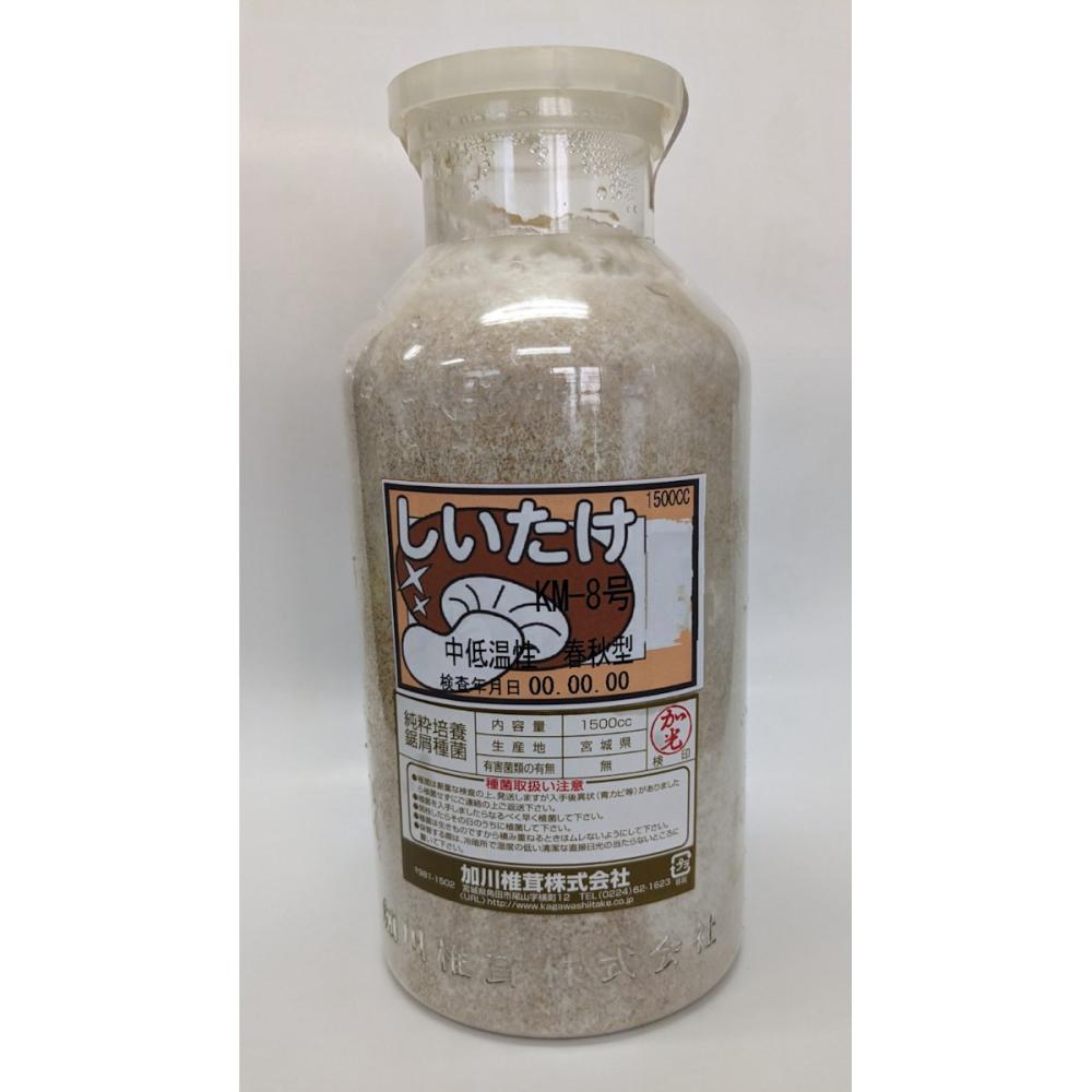 【宅配専用】　しいたけ　種菌　ＫＭ－８号　中低温性・春秋型　１５００ｃｃ
