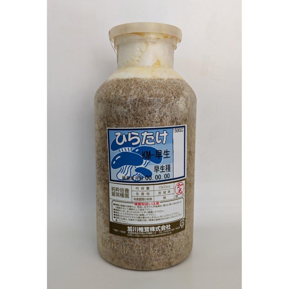 【宅配専用】　ひらたけ　種菌　ＫＭ早生　早生種　１５００ｃｃ