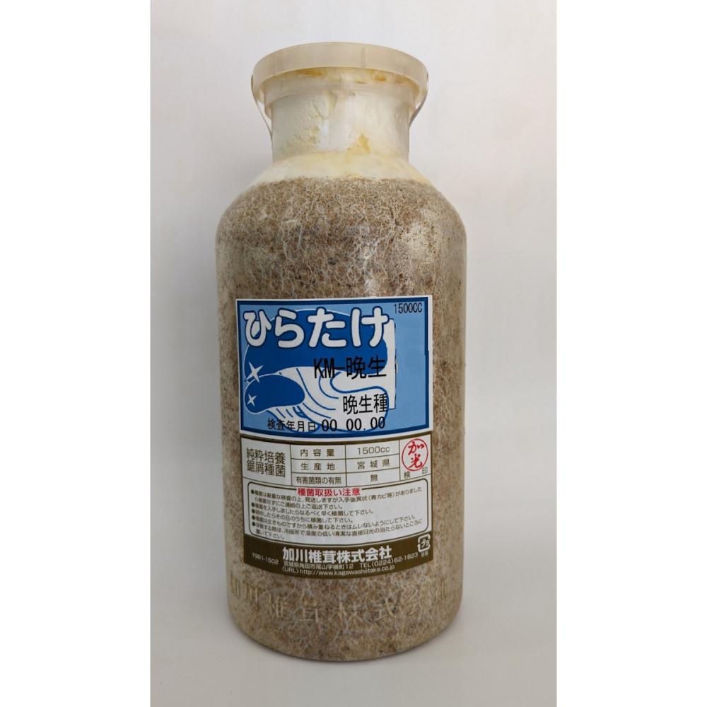 【宅配専用】　ひらたけ　種菌　ＫＭ晩生　晩生種　１５００ｃｃ