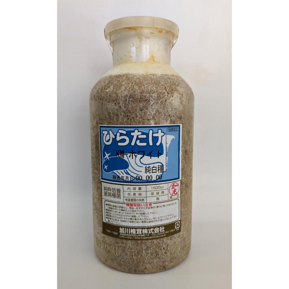 【宅配専用】　ひらたけ　種菌　ＫＭホワイト　純白種　１５００ｃｃ