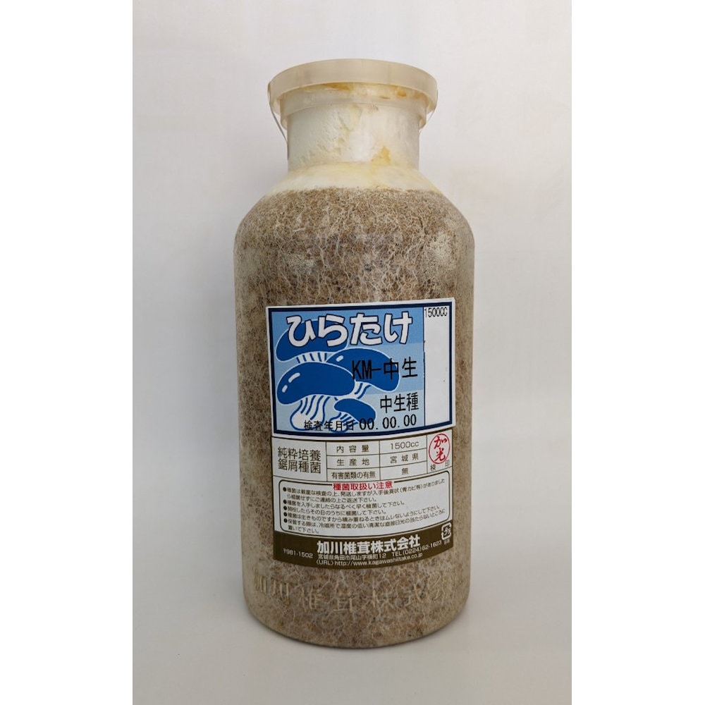 【宅配専用】　ひらたけ　種菌　ＫＭ中生　中生種　１５００ｃｃ