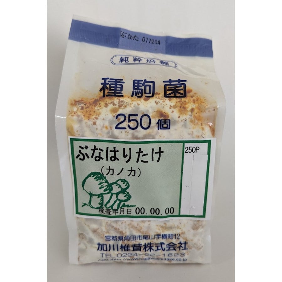 【宅配専用】　ぶなはりたけ　種駒　２５０駒