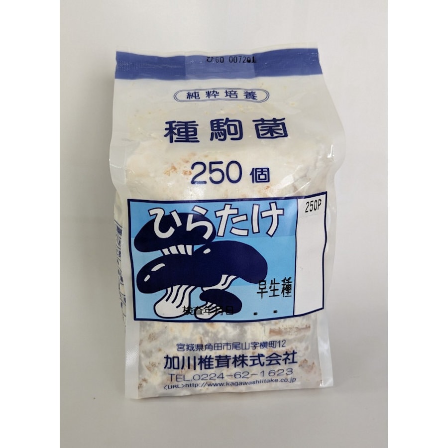 【宅配専用】　ひらたけ　種駒　ＫＭ早生　早生種　２５０駒