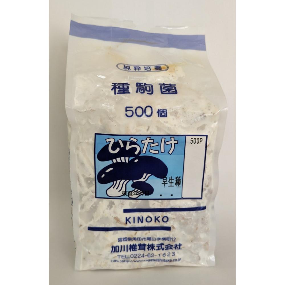 【宅配専用】　ひらたけ　種駒　ＫＭ早生　早生種　５００駒