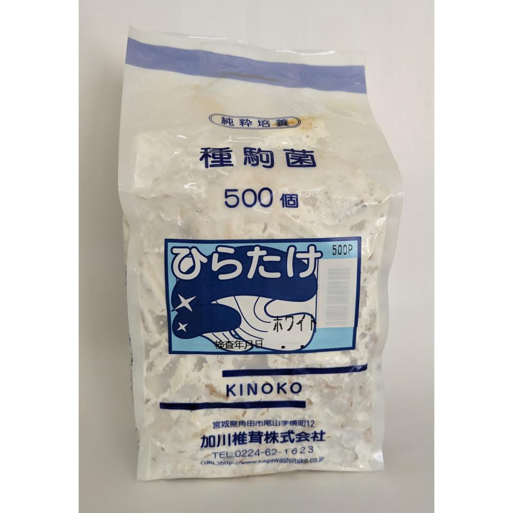 【宅配専用】　ひらたけ　種駒　ＫＭホワイト　純白種　５００駒