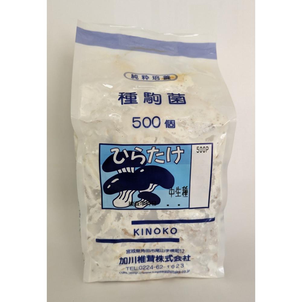 【宅配専用】　ひらたけ　種駒　ＫＭ中生　中生種　５００駒