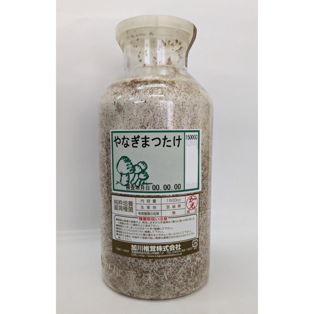 【宅配専用】　やなぎまつたけ　種菌　１５００ｃｃ