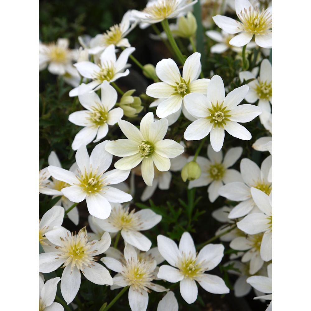 常緑系　カートマニー・ジョー