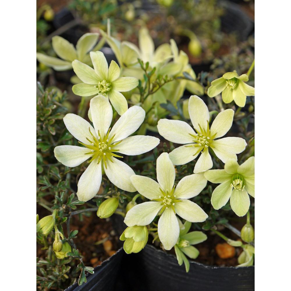 常緑系　ピクシー