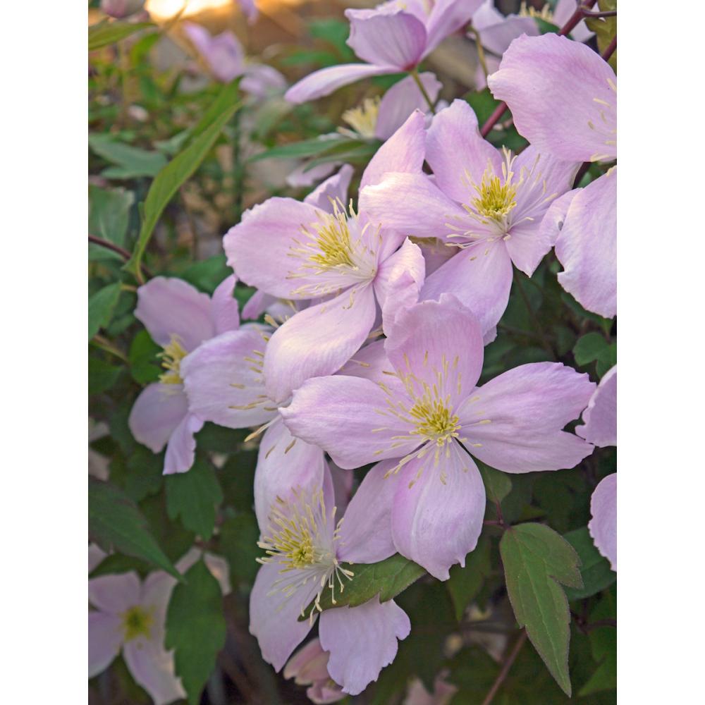 モンタナ系　エリザベス