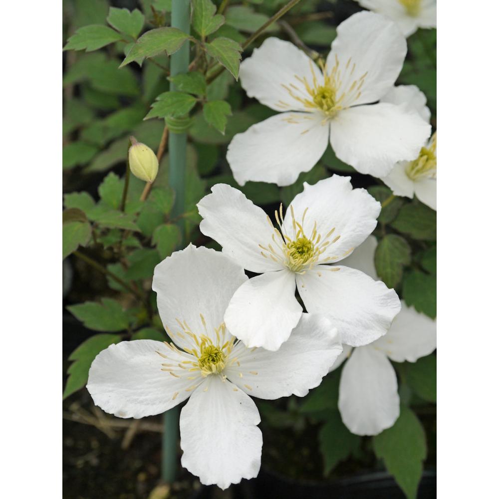 モンタナ系　スノーフレーク