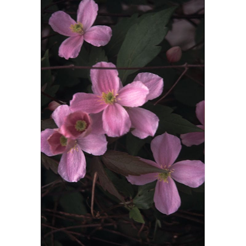 モンタナ系　ルーベンス