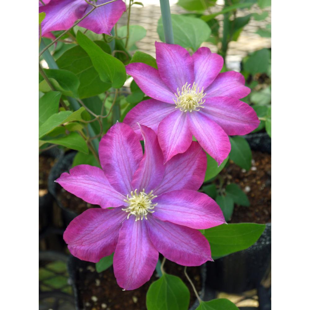 パテンス系　柿生