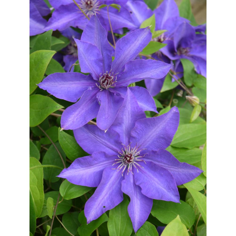 ラヌギノーサ系　ザ・プレジデント