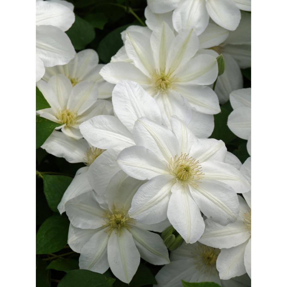 ラヌギノーサ系　白雪姫