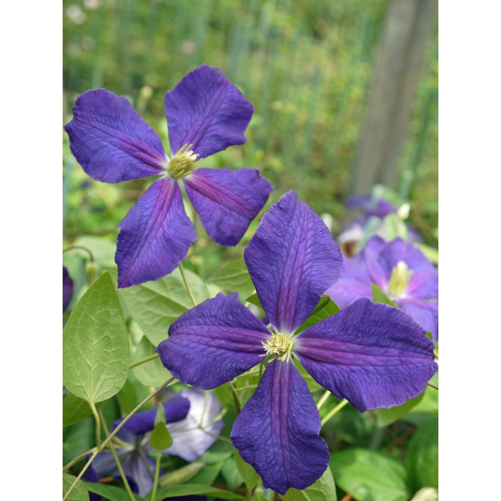 ジャックマニー系　ジャックマニー