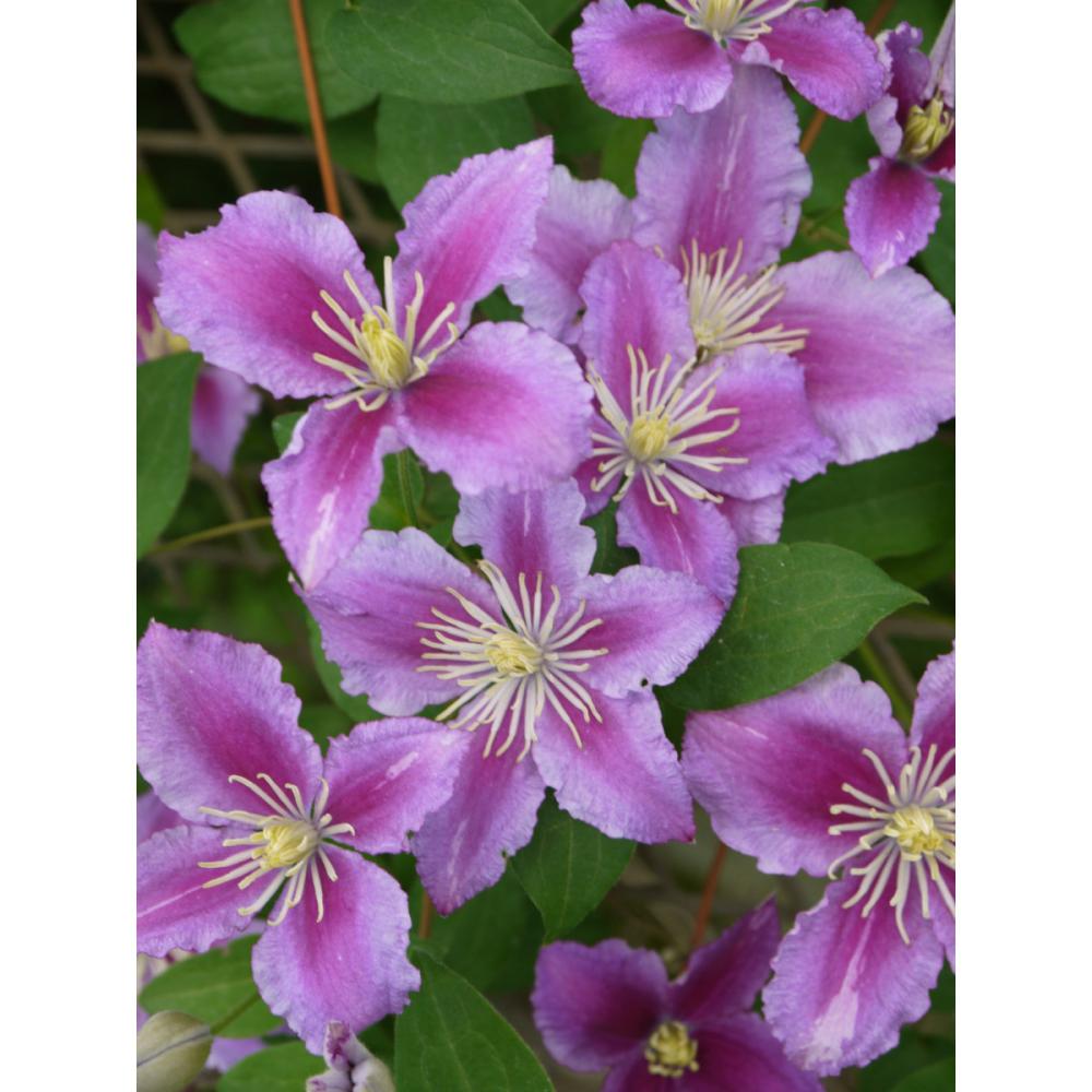 ジャックマニー系　ピール　クレマチス　（『定番』よりどり３ポット専用）