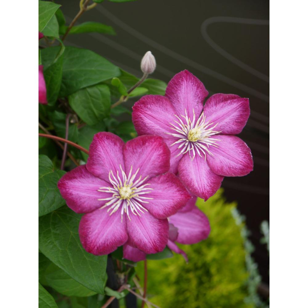 ジャックマニー系　ビル・ド・リヨン　クレマチス　（『定番』よりどり３ポット専用）