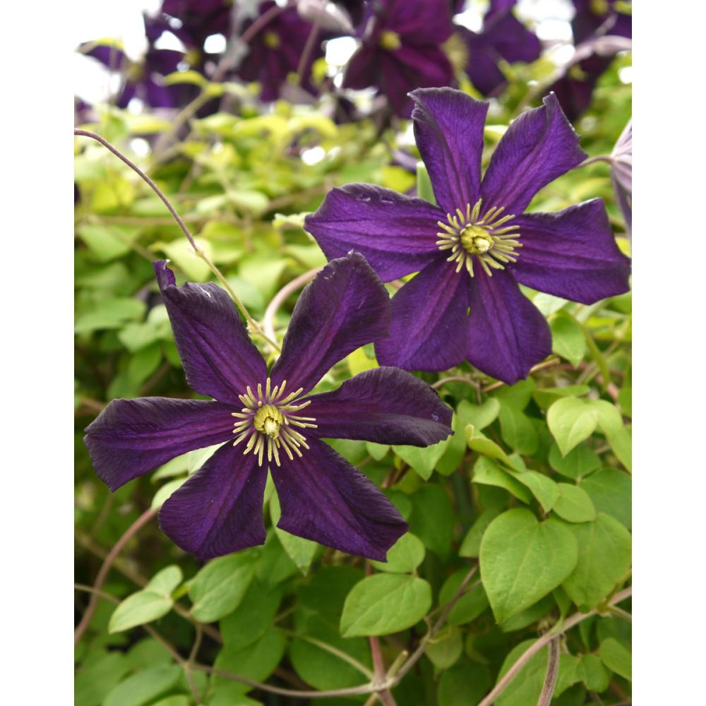 ジャックマニー系　ロマンティカ　クレマチス　（『定番』よりどり３ポット専用）