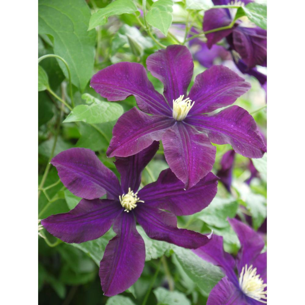 ジャックマニー系　ワルシャワ・ニキ　クレマチス　（『定番』よりどり３ポット専用）