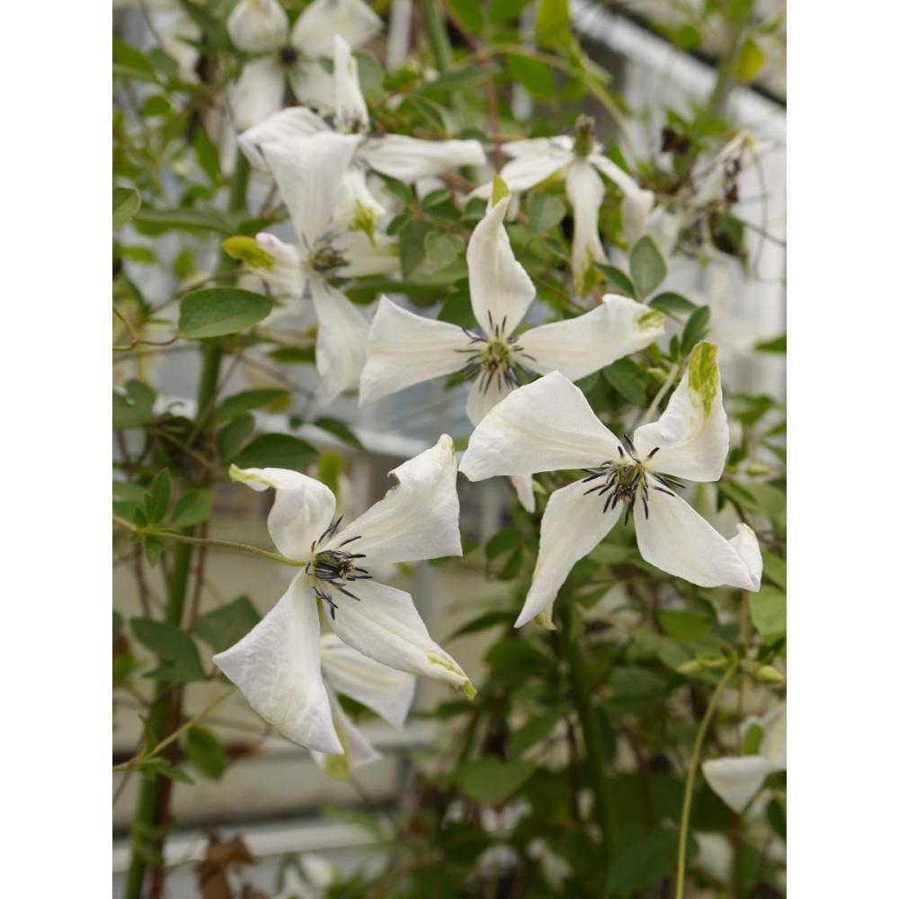 ビチセラ系　アルバ・ラグジュリアンス　クレマチス　（『定番』よりどり３ポット専用）