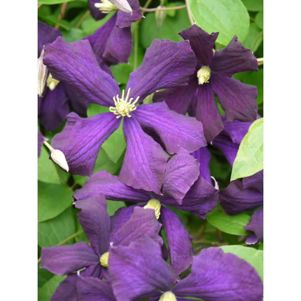 ビチセラ系　エトワール・バイオレット　クレマチス　（『定番』よりどり３ポット専用）