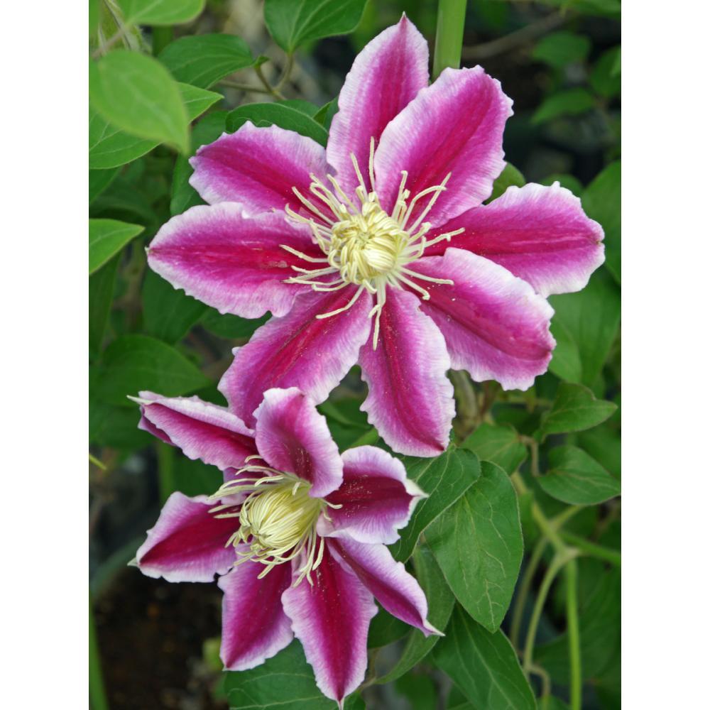 早咲き大輪系　アンジェラ　クレマチス　（『希少種』よりどり３ポット専用）