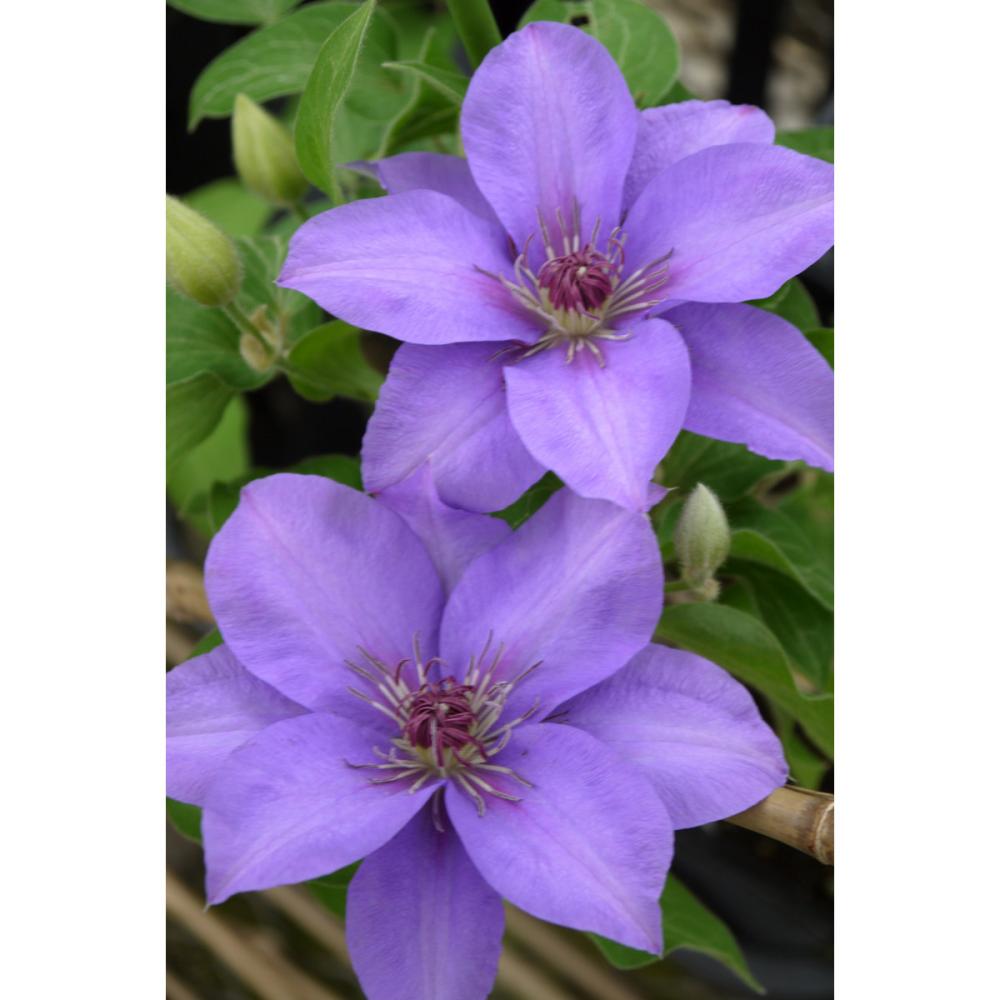 早咲き大輪系　エスター　クレマチス　（『希少種』よりどり３ポット専用）