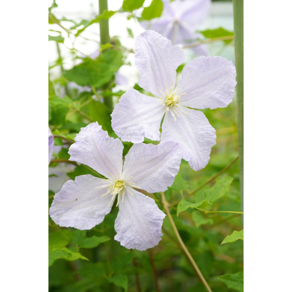 遅咲き大輪系　ブルー・エンジェル　クレマチス　（『希少種』よりどり３ポット専用）