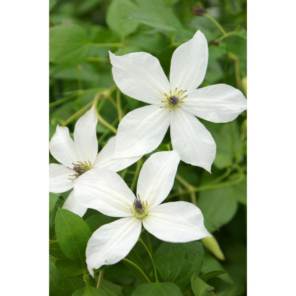 遅咲き大輪系　フォーエバー・フレンズ　クレマチス　（『希少種』よりどり３ポット専用）