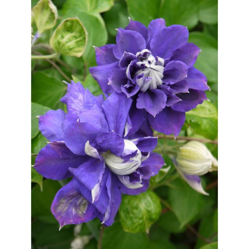 パテンス＆ラヌギノーサ系　キリ・テ・カナワ　クレマチス　（『希少種』よりどり３ポット専用）