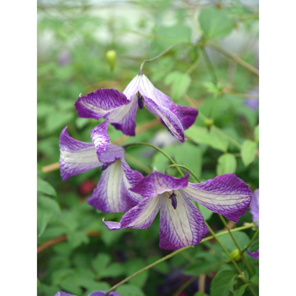 ビチセラ系　アイ・アム・レディ・ジェー　クレマチス　（『希少種』よりどり３ポット専用）