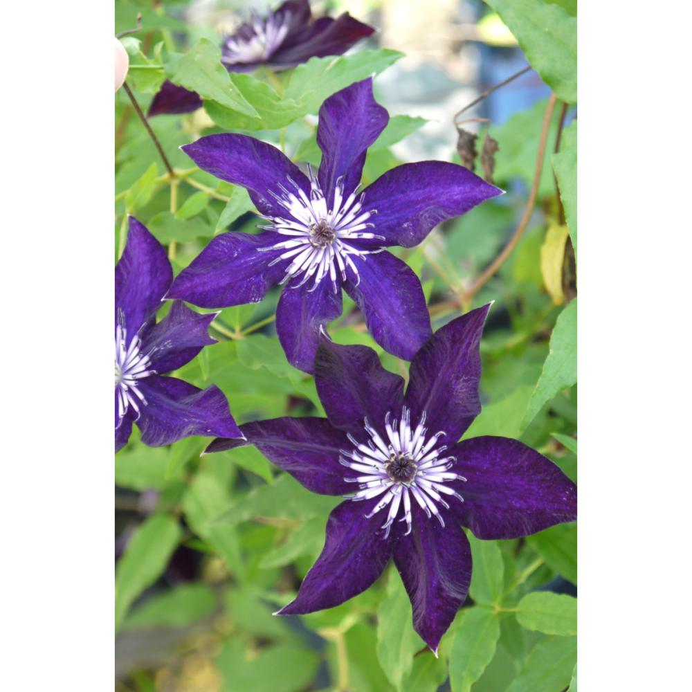 ビチセラ系　ソワレ　クレマチス　（『希少種』よりどり３ポット専用）