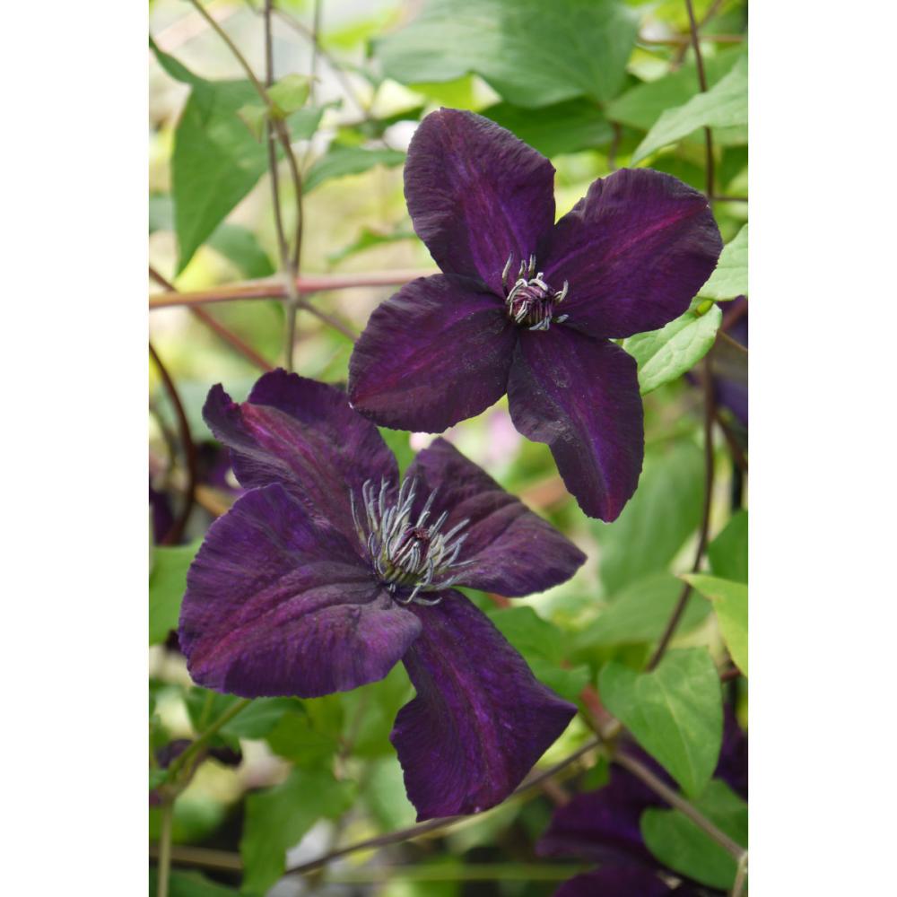 ビチセラ系　ダーク・アイズ　クレマチス　（『希少種』よりどり３ポット専用）