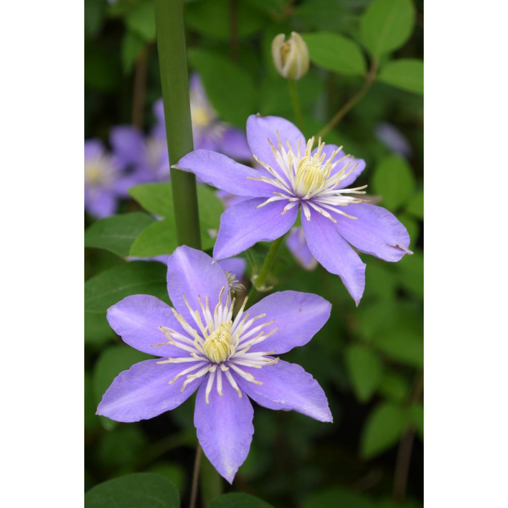 ビチセラ系　ユスタ