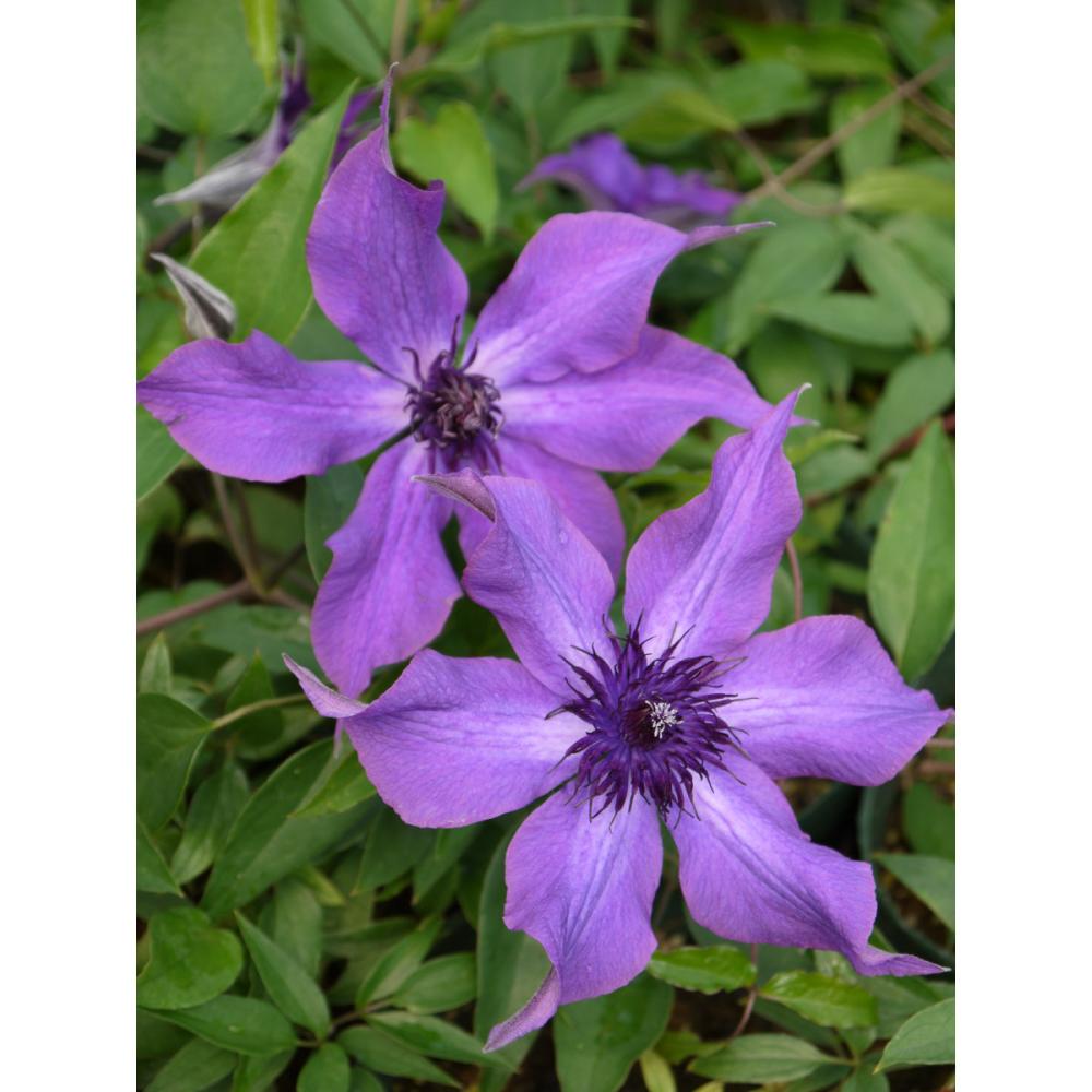 遅咲き大輪系　ガイディング・プロミス　クレマチス　（『プレミアム』よりどり３ポット専用）