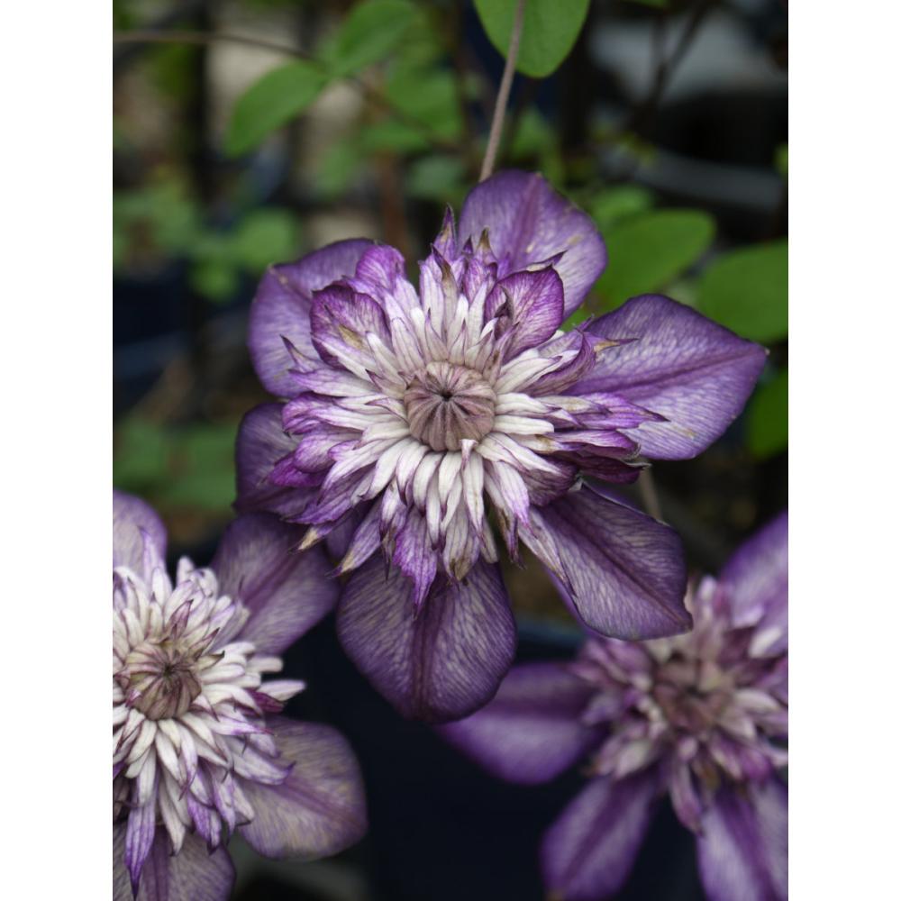 フロリダ系　カシス　クレマチス　（『プレミアム』よりどり３ポット専用）