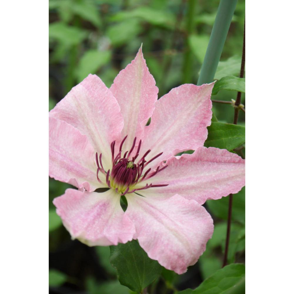 早咲き大輪系　サラ・エリザベス　クレマチス　（『プレミアム』よりどり３ポット専用）