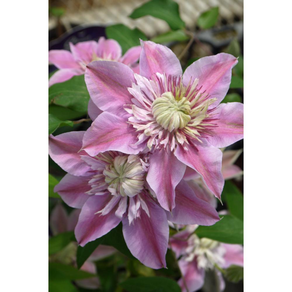 早咲き大輪系　ジョセフィーヌ　クレマチス　（『プレミアム』よりどり３ポット専用）